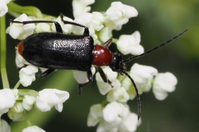 <i>Dinoptera collaris</i>