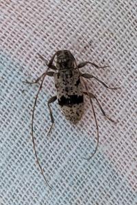 <i>Leiopus femoratus</i>