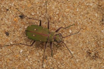 Cicindela campestris