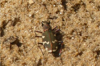 <i>Cicindela hybrida</i>