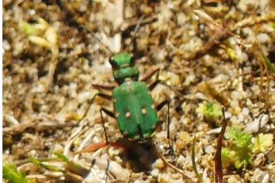 <i>Cicindela campestris</i>