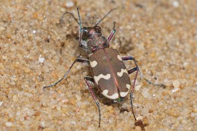 <i>Cicindela hybrida</i>
