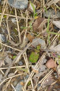 <i>Cicindela campestris</i>