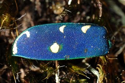 <i>Cicindela campestris</i>