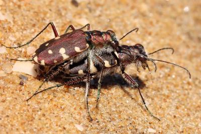<i>Calomera littoralis</i>