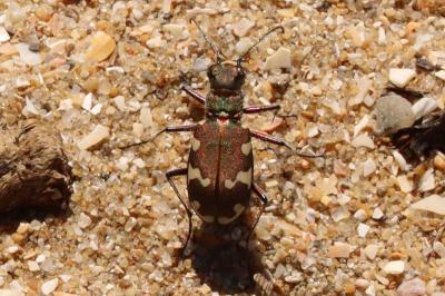 <i>Cicindela hybrida</i>