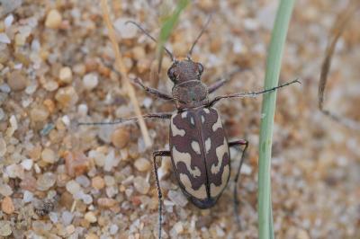 <i>Lophyra flexuosa</i>