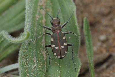 <i>Cicindela hybrida</i>
