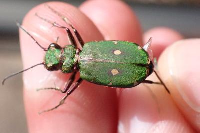 <i>Cicindela campestris</i>