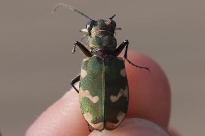 Cicindela hybrida