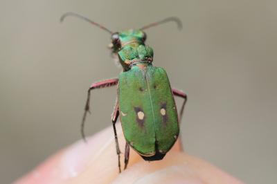 <i>Cicindela campestris</i>