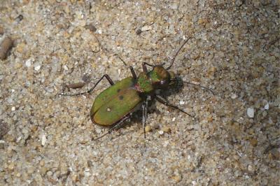 <i>Cicindela campestris</i>