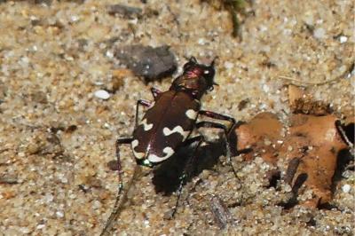 <i>Cicindela hybrida</i>