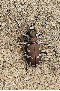 <i>Cicindela hybrida</i>
