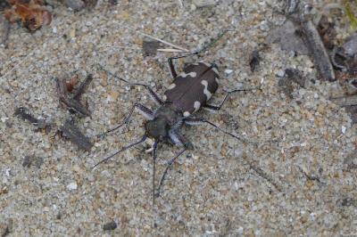 <i>Cicindela hybrida</i>