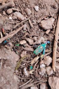 <i>Cicindela campestris</i>