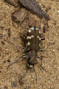 <i>Cicindela hybrida</i>