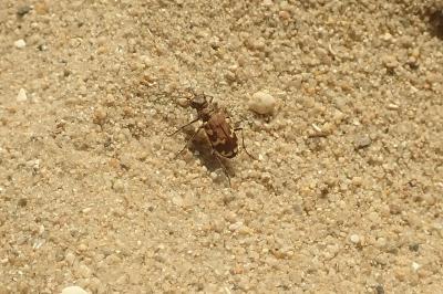 <i>Cicindela hybrida</i>