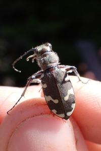 <i>Cicindela hybrida</i>