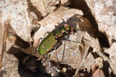 <i>Cicindela campestris</i>