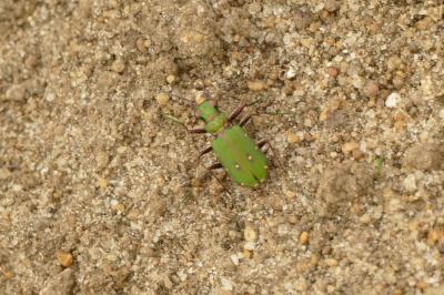 <i>Cicindela campestris</i>