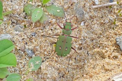 <i>Cicindela campestris</i>