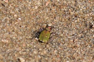<i>Cicindela campestris</i>