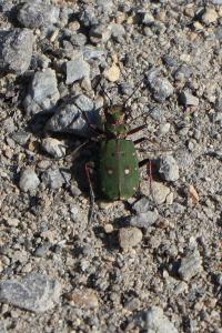 <i>Cicindela campestris</i>