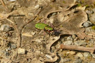 <i>Cicindela campestris</i>