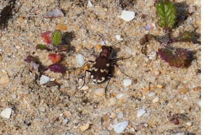 <i>Cicindela hybrida</i>
