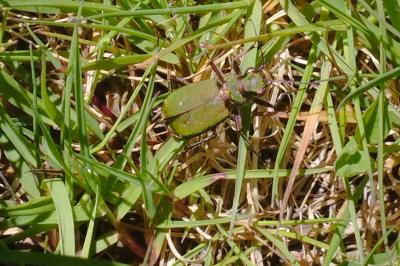 <i>Cicindela campestris</i>