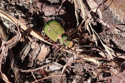 <i>Cicindela campestris</i>