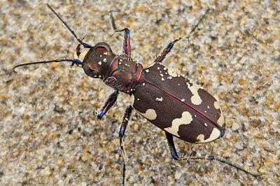 <i>Cicindela hybrida</i>