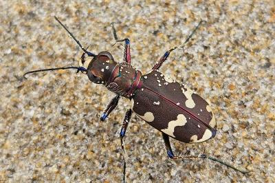<i>Cicindela hybrida</i>