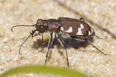 <i>Cicindela hybrida</i>