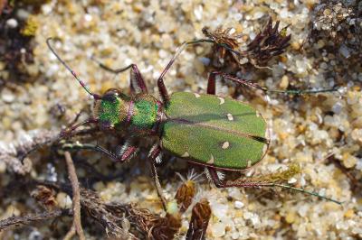 <i>Cicindela campestris</i>
