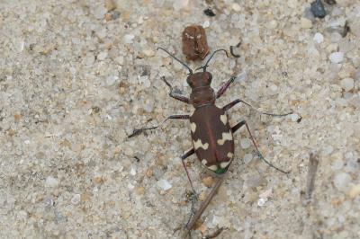 <i>Cicindela hybrida</i>