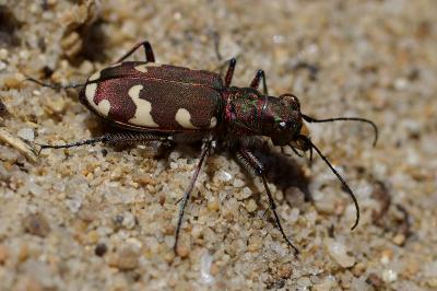 <i>Cicindela hybrida</i>