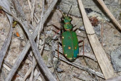 <i>Cicindela campestris</i>