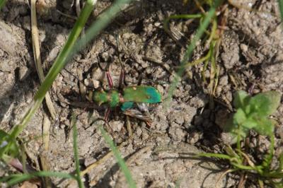 <i>Cicindela campestris</i>
