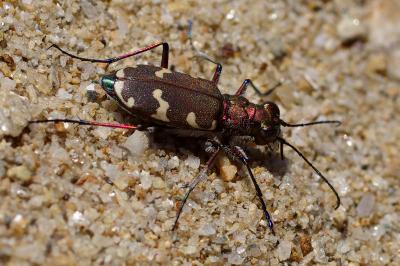 <i>Cicindela hybrida</i>