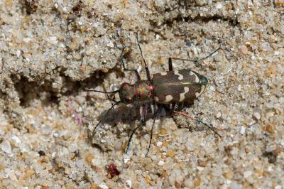 <i>Cicindela hybrida</i>