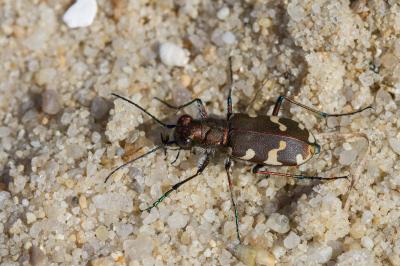 <i>Cicindela hybrida</i>