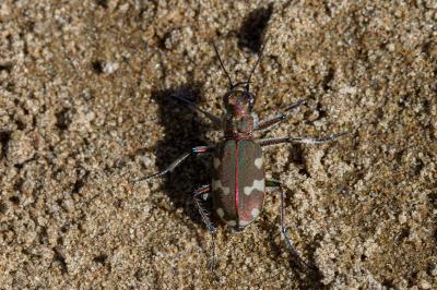 <i>Cicindela hybrida</i>