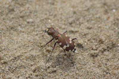 Cicindela hybrida