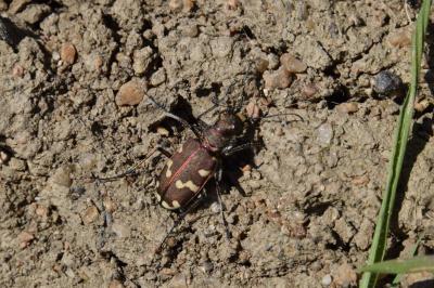 <i>Cicindela hybrida</i>