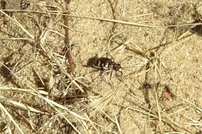 <i>Cicindela hybrida</i>