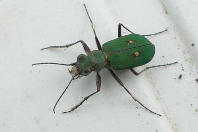 Cicindela campestris