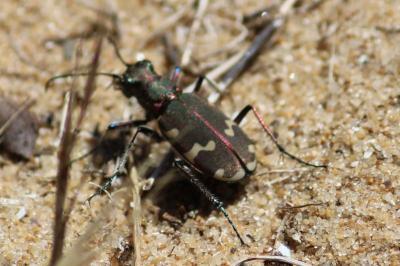Cicindela hybrida