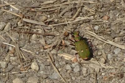 Cicindela campestris